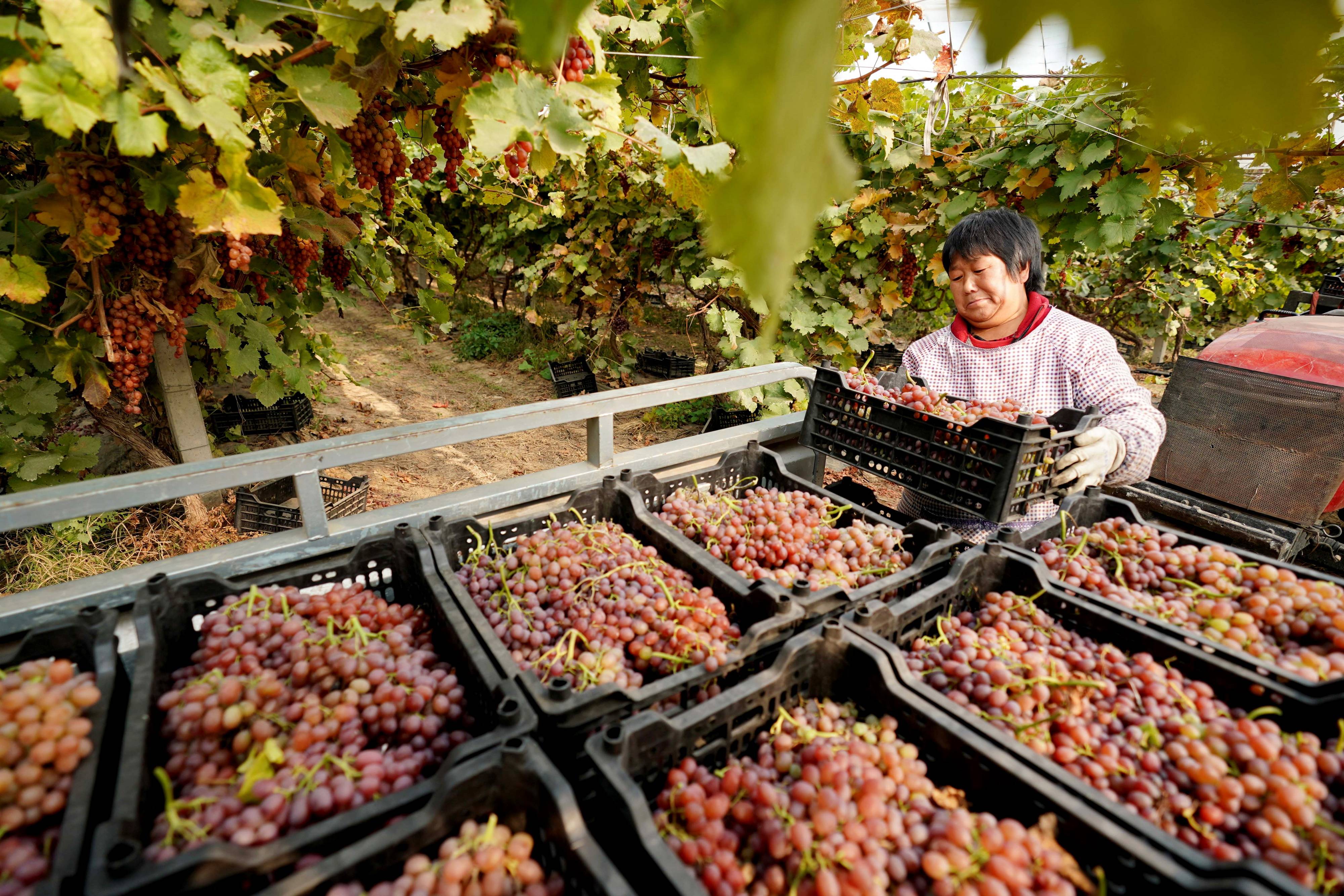 11月12日,农民在河北省巨鹿县观寨乡一处葡萄种植基地内搬运收获的