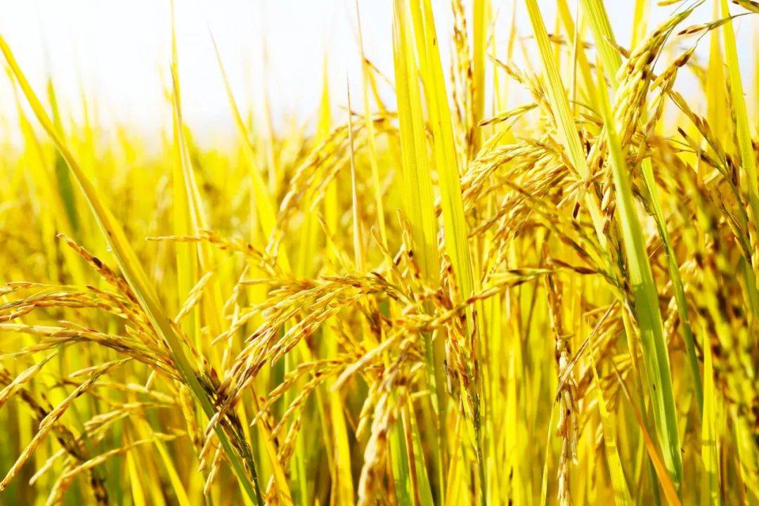 孙家大院喊你来吃吊锅饭啦