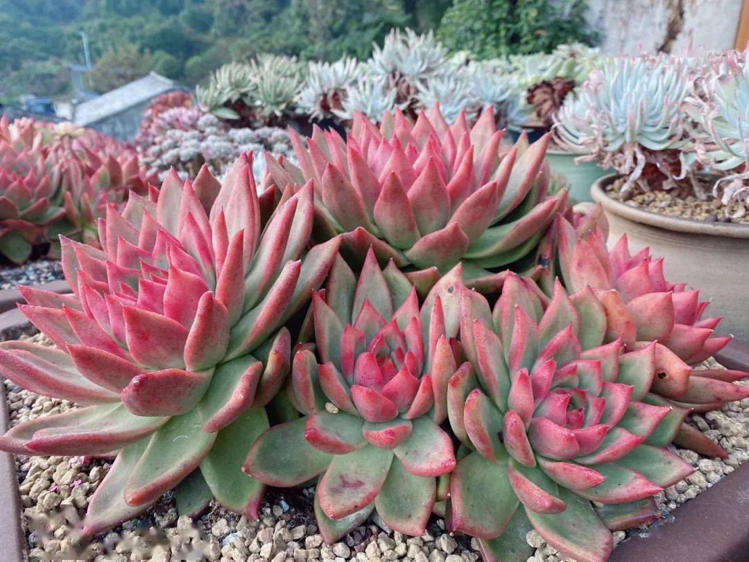 今晚7:40将在抖音号"释明心"直播县冬季篮球联赛