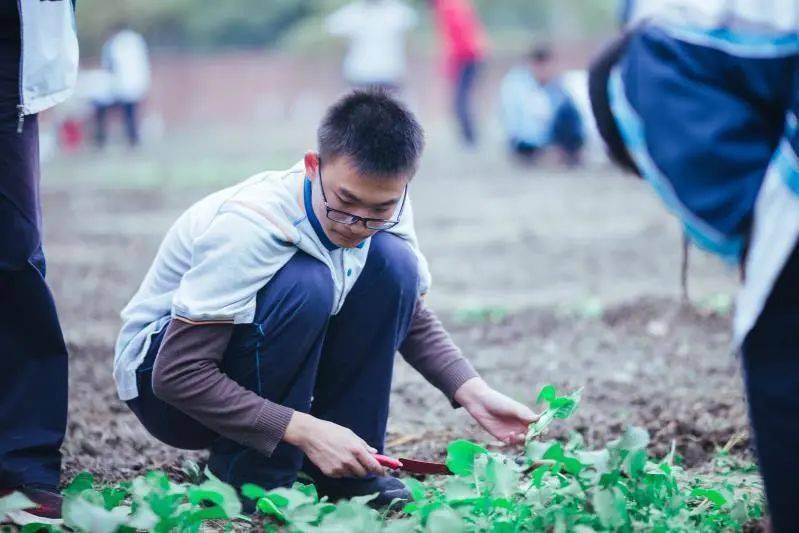 奇观这群高中生课上居然扛起了锄头
