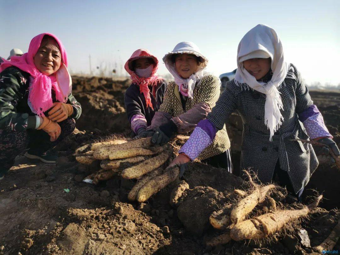 走向我们的小康生活张掖山药喜获丰收拓宽农民增收致富路