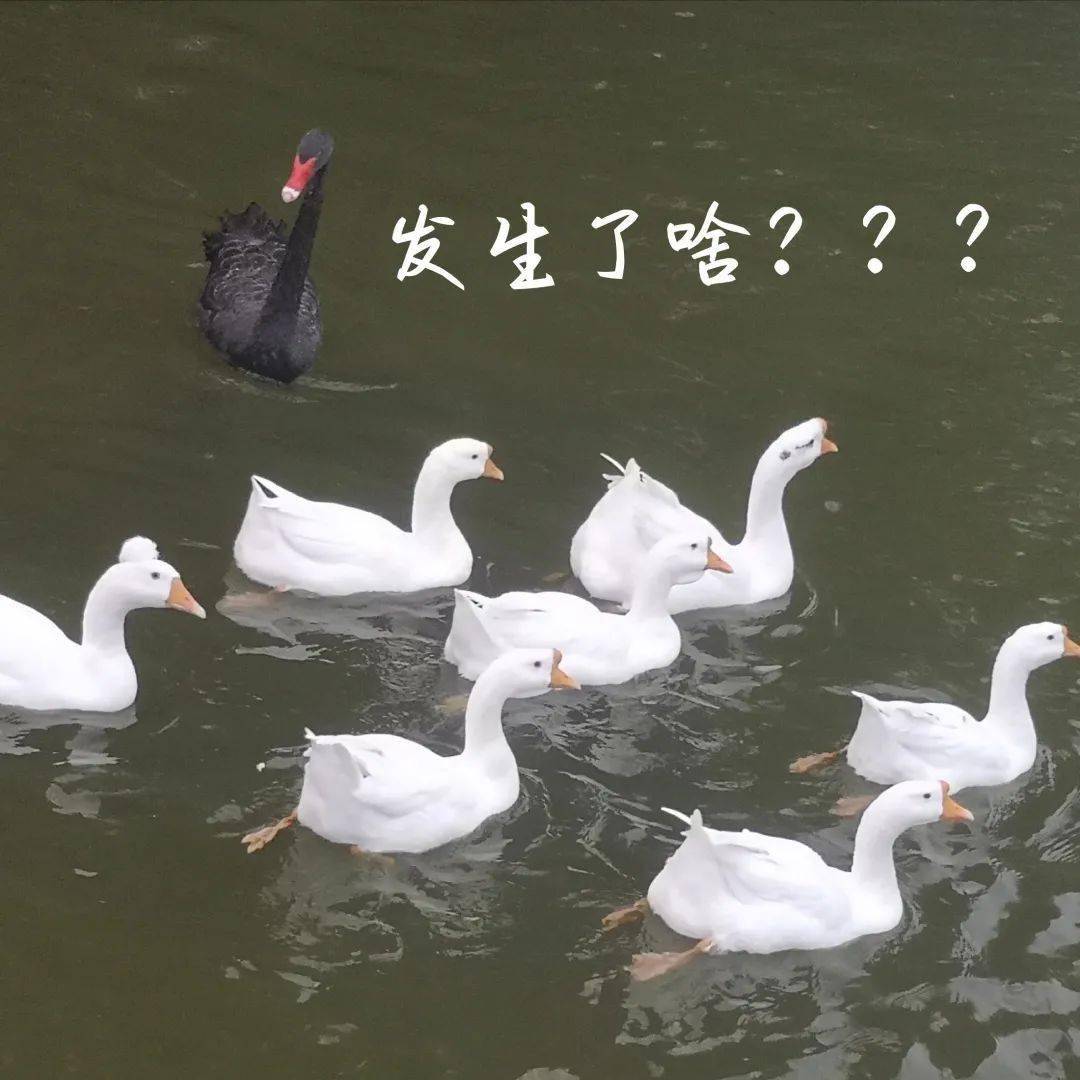 第一个想到的绝对是眉湖的天鹅们!