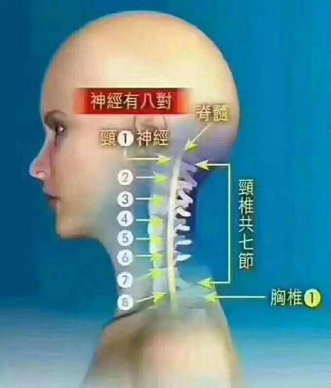 颈椎第一节位置图片图片