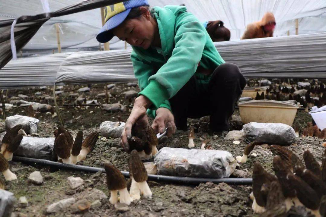 【傣语61新闻】西双版纳州建设生物多样性保护国际示范区_岳福生