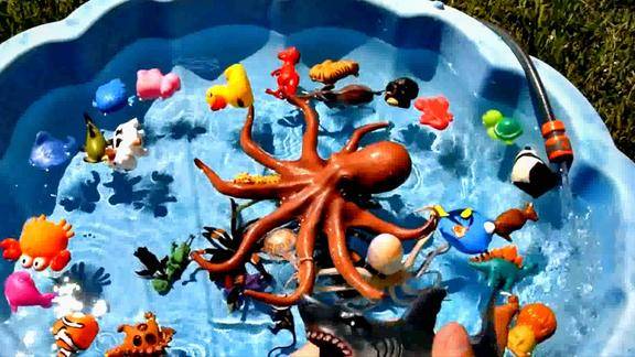 乐享动物乐园带你认识庞大座头鲨与游速冠军旗鱼