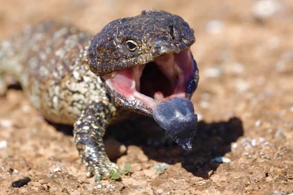 松果蜥相伴余生,这是爬宠圈最纯粹的爱情故事!