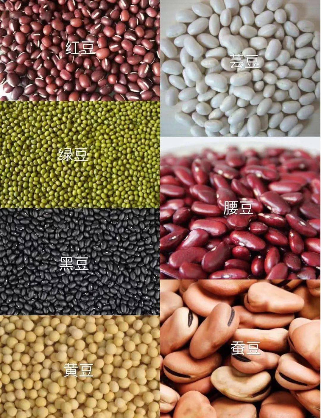 所有豆子品种名称图片图片
