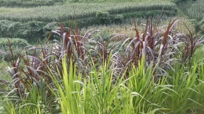 农村小伙砍紫象草去种一颗有5米高砍了又长长了又砍