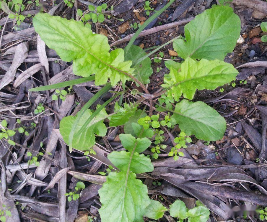 中医祖传脑梗秘方一味中药上则疏通血管下则润肾养身