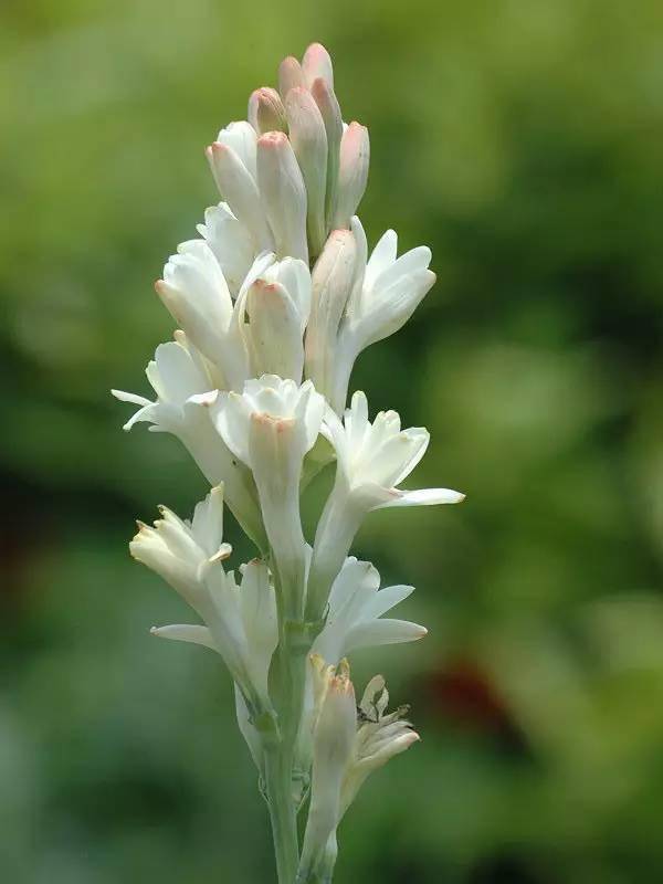 20种芳香型花卉让你花香满园