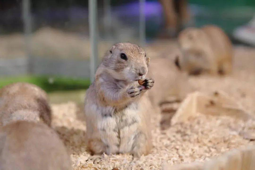 新城區民樂園萬達399元享108元西安cutezoo城市動物園單人票1張6大