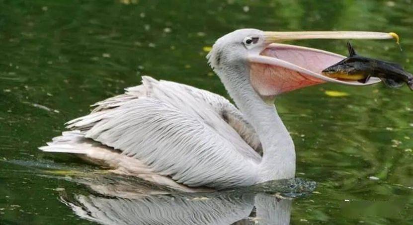 如果碰到这5种鸟类最好不要招惹良心建议能躲远点就远点吧