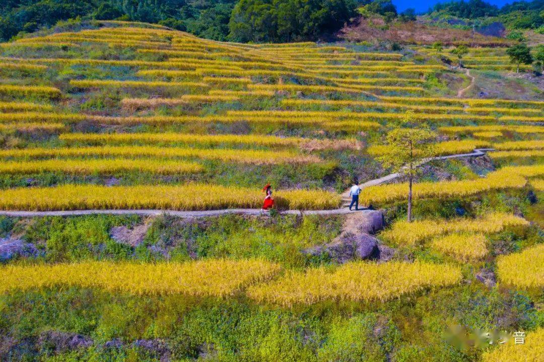 洋岭梯田,陆河上护镇洋岭村