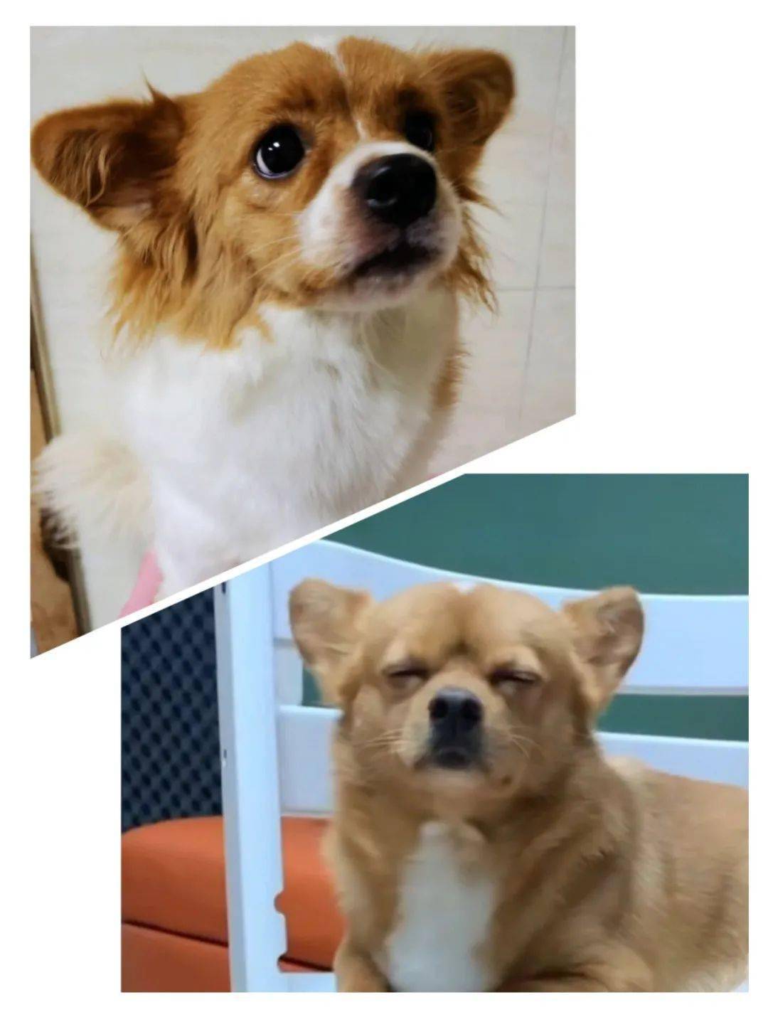 救助领养 | 网红狗"哈尼"求领养