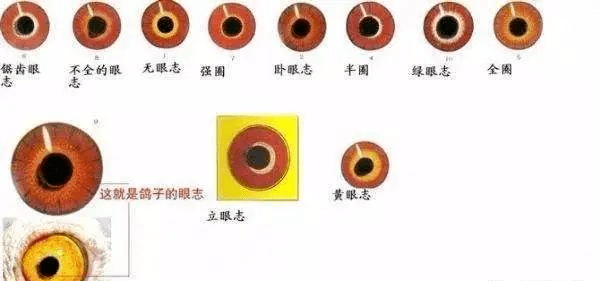 鸽子的眼睛分析图图片