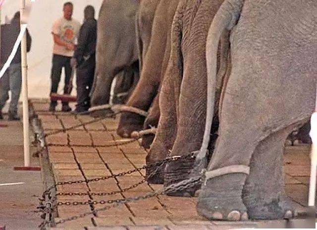 泰国大象旅游业背后的残酷真相…你知道多少?