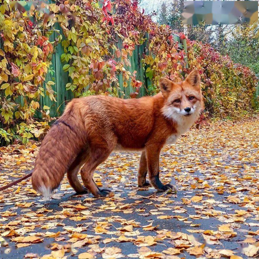 俄罗斯小哥从皮草农场救回小狐狸如今这毛茸茸的大尾巴也太可爱了