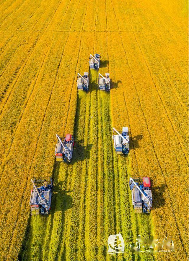 泗洪水稻收割进尾声丰收成定局