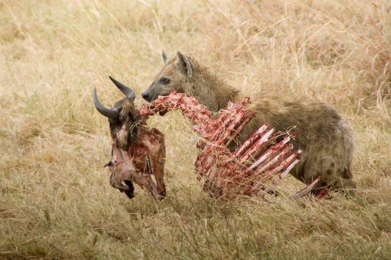 1168期:①狗竟然对女孩做这种事②非洲野狗撕碎羚羊③大翅鲸的彩虹喷