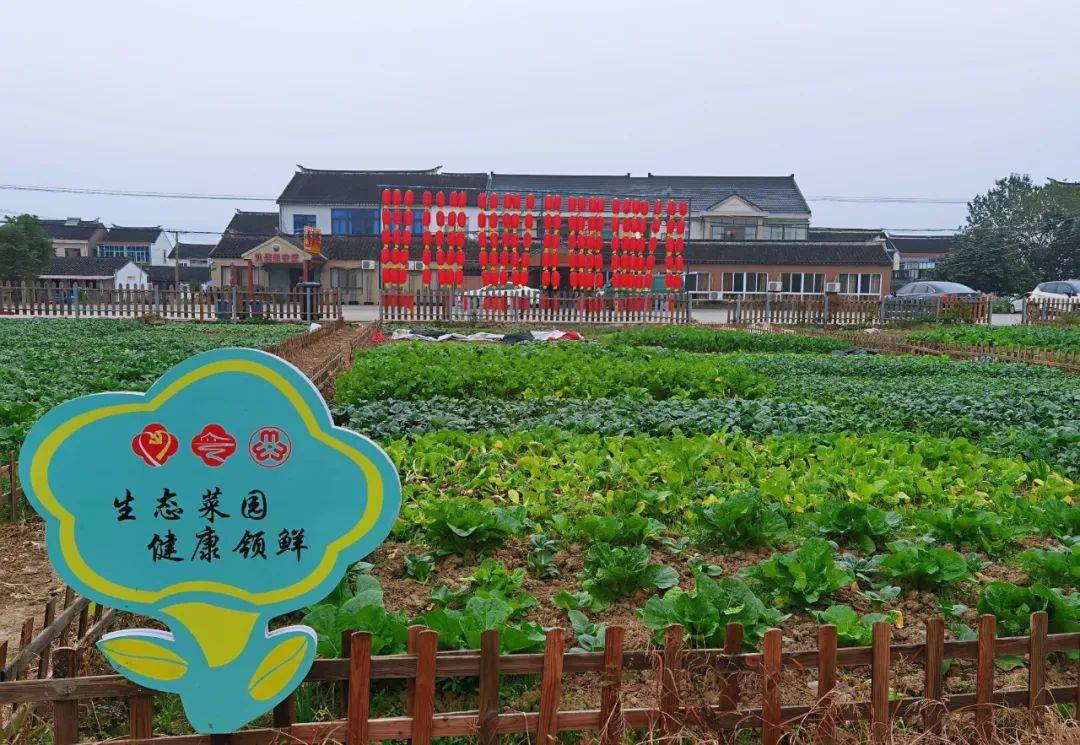 伲相城人的"美丽庭院""美丽菜园",真格灵!