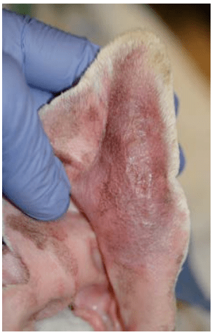 病例讨论主人下班后发现狗挠耳朵这几个耳血肿问题你会如何解释