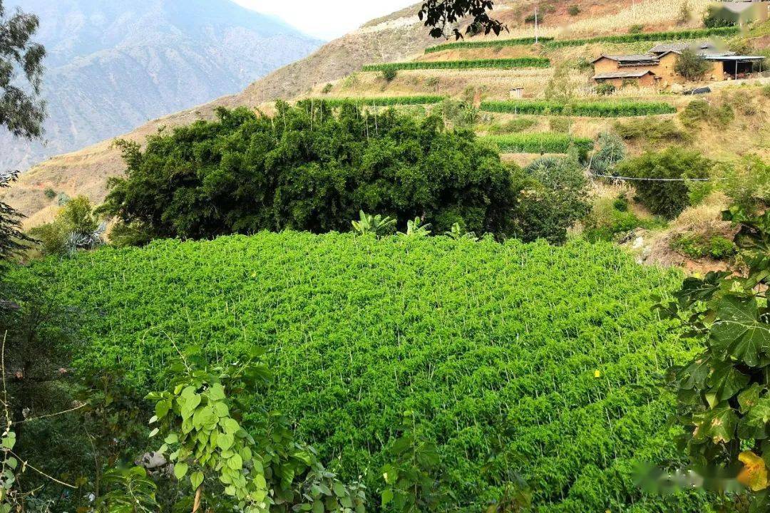 会理县绿水镇阿拉村第五村民小组组长起元顺,全家6口人采用滴灌技术