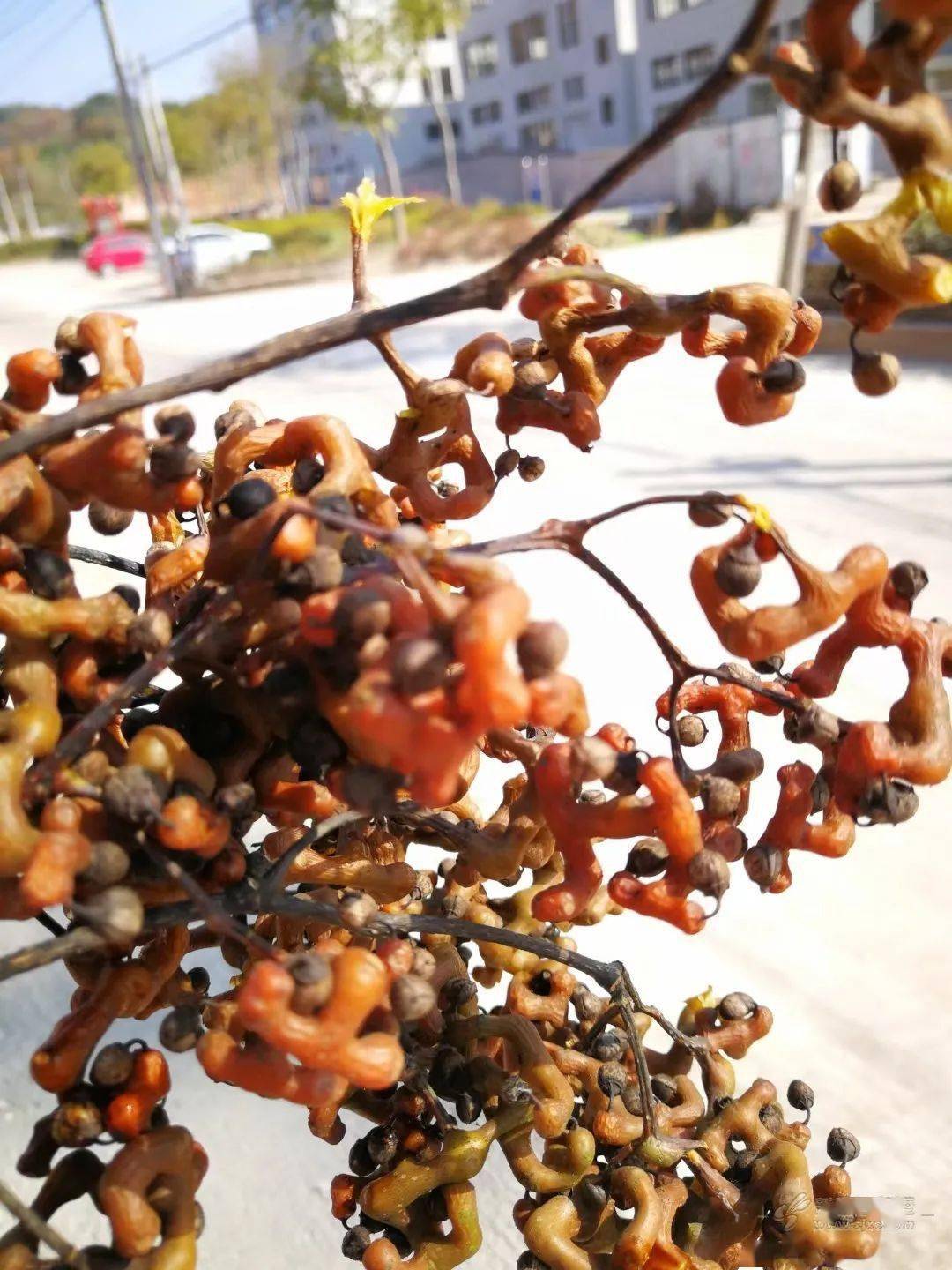 这种新昌80后儿时的美味你尝过吗?经霜后才甜