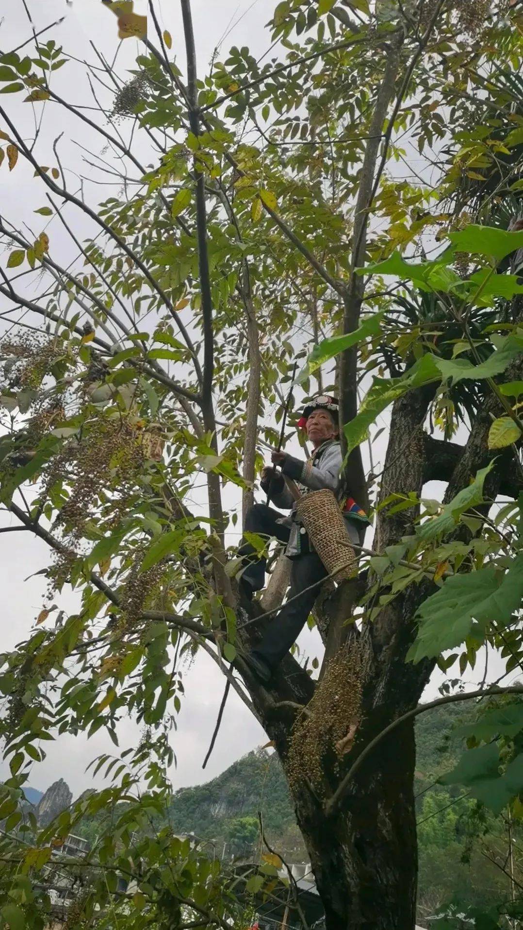 【非遗微观】当漆油与非遗相遇,会擦出什么火花?_怒江州