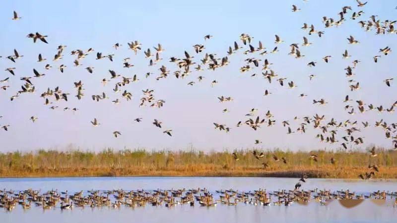 近日,随着气温持续降低,衡水湖迎来了大批迁徙候鸟,总数超过两万只.