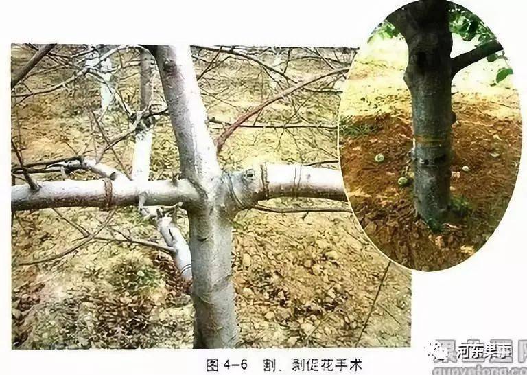 汪景彦教授的苹果树修剪技术全面深刻透彻