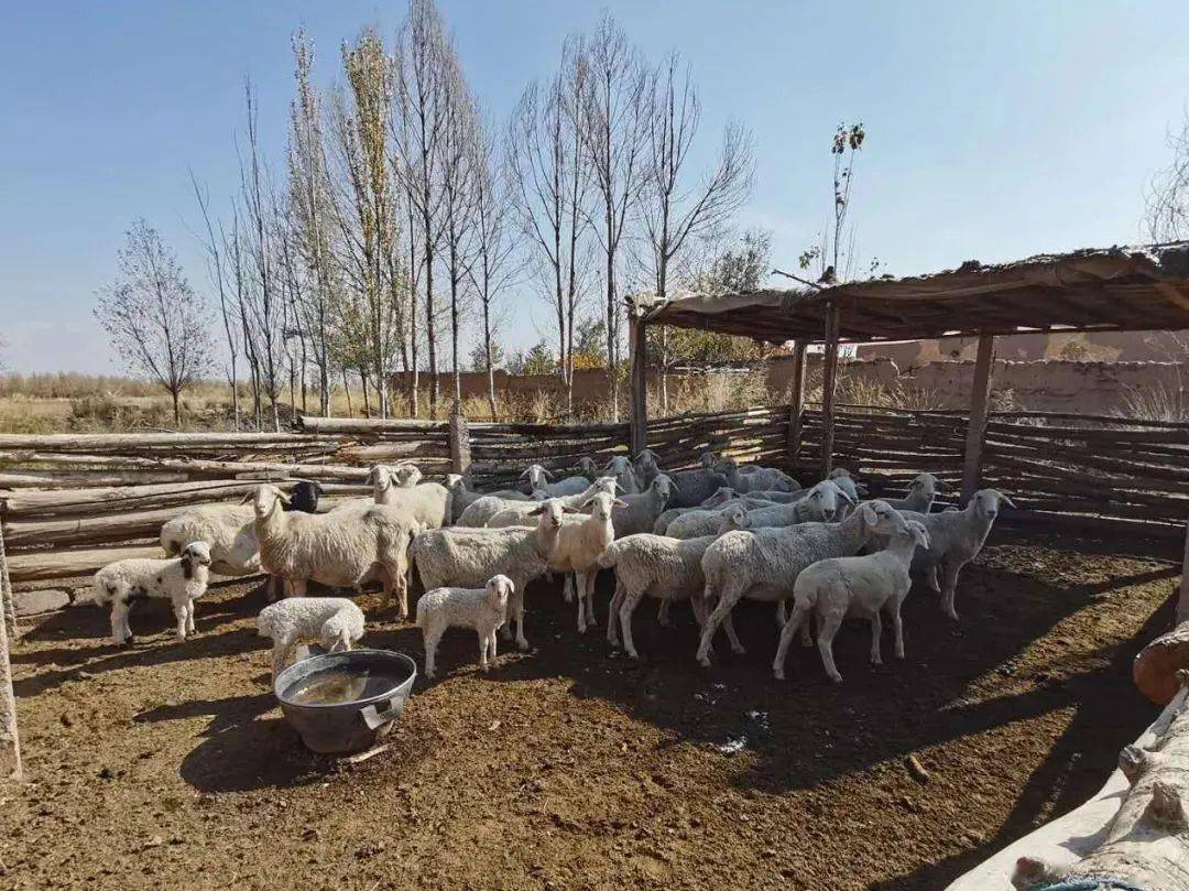 中国养羊第一县图片