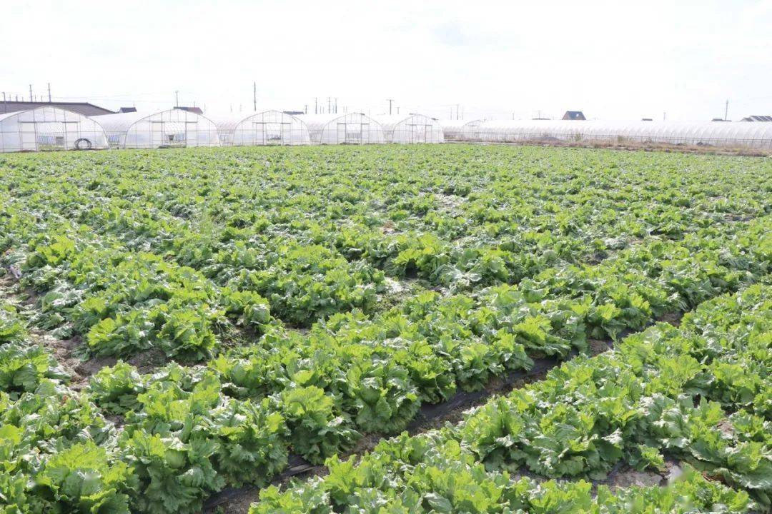 时令蔬菜俏销,他们奔波田间地头带领村民鼓起"钱袋子"_手机搜狐网