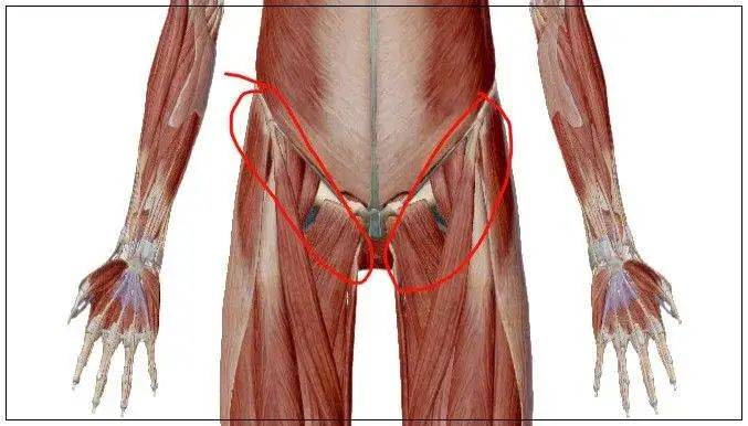 大腿的腹股沟的位置图图片