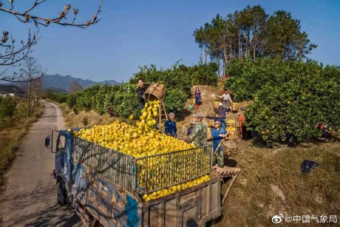 胡柚大丰收果农采摘忙