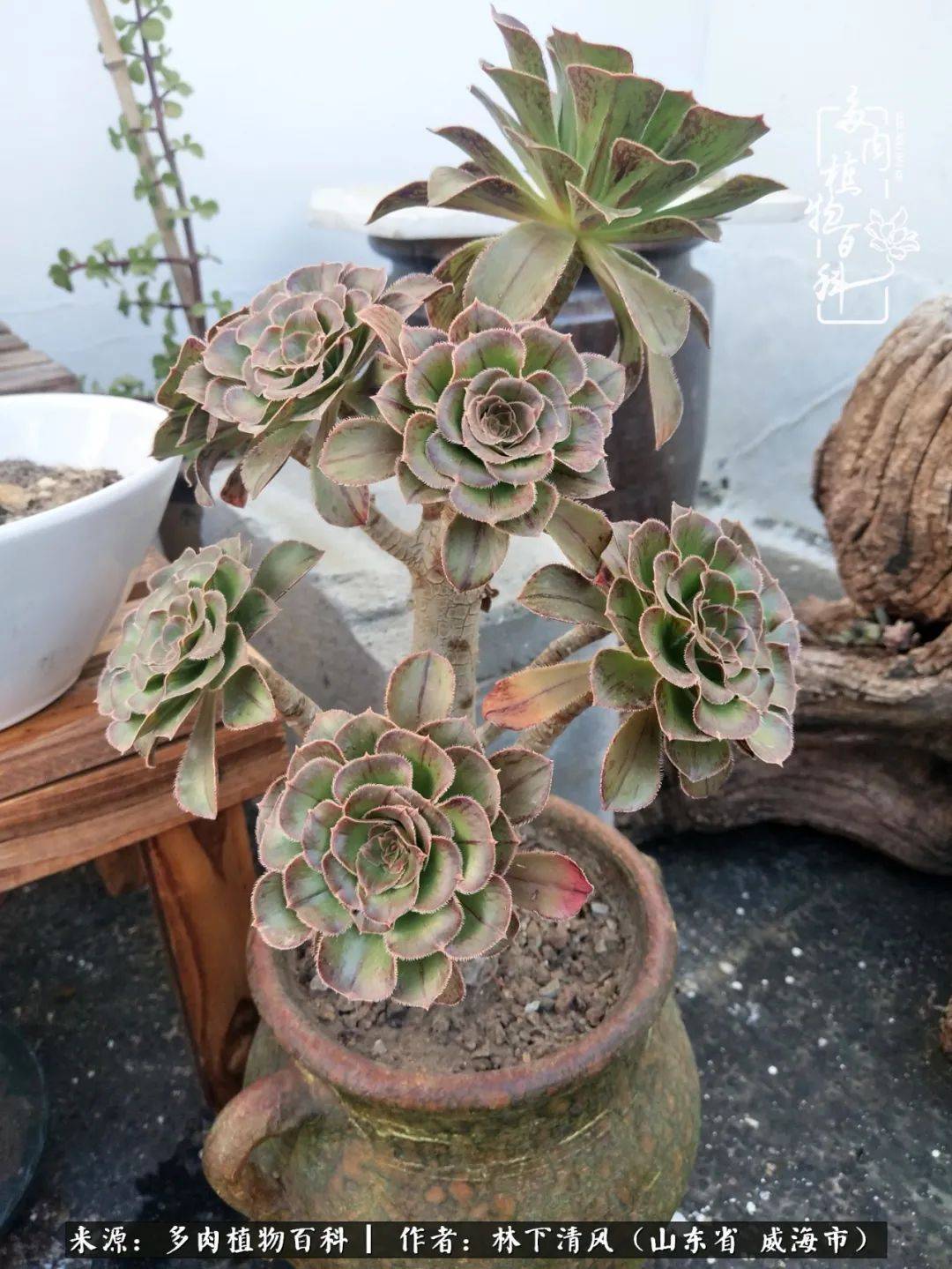 劳尔醉美人缀化锦晃星一直不出状态的大橙子达摩宝珠果冻乙女心,夏天
