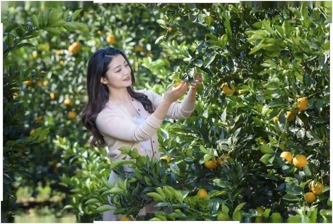 在了解果园的生长环境和种植情况的同时,亲手体验采摘冰糖橙的乐趣