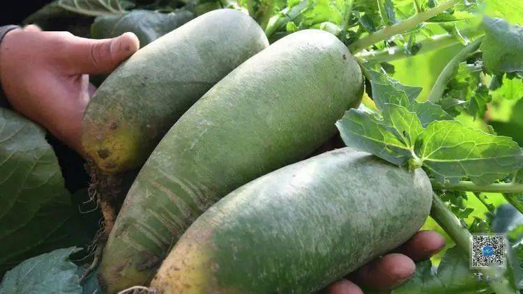 【走向我们的小康生活】擦亮"葛沽萝卜"金字招牌 思源萝卜种植合作社