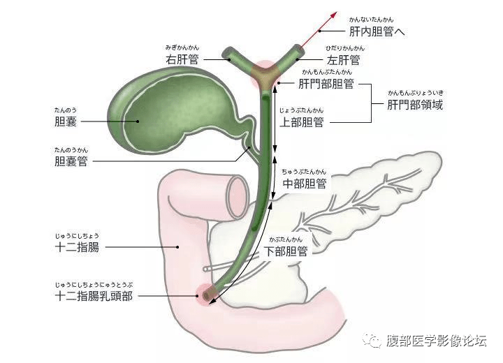 胆总管位置图片