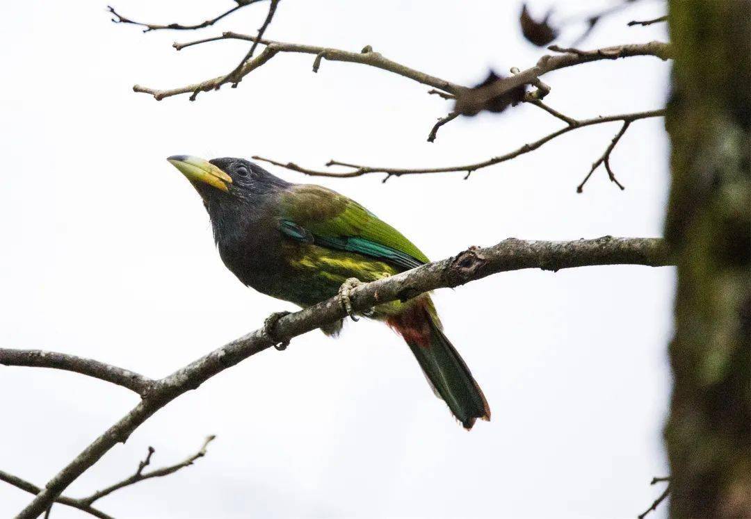 巴东金丝猴国家级自然保护区被授予"湖北省观鸟基地"_鸟类