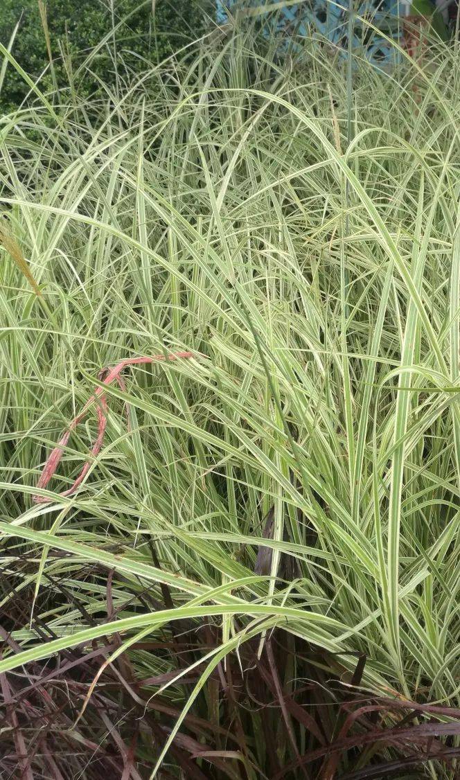 花叶芒/古铜苔草澳洲朱蕉/粉边亚麻矾根/白子莲佛甲草/芙蓉菊花叶络石