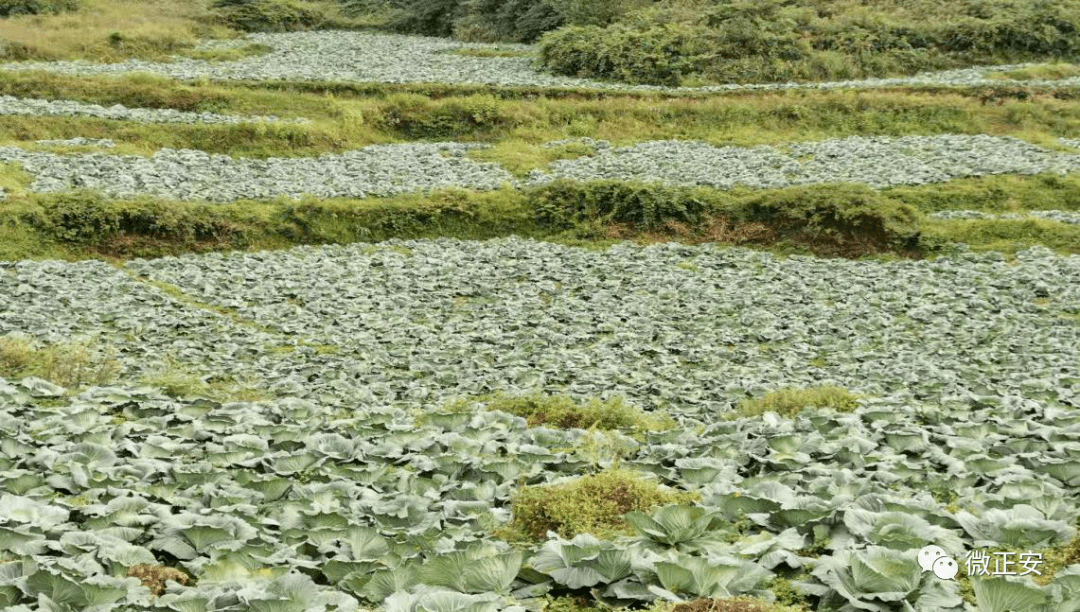 流渡镇白花村:种高山反季节蔬菜 助村民致富