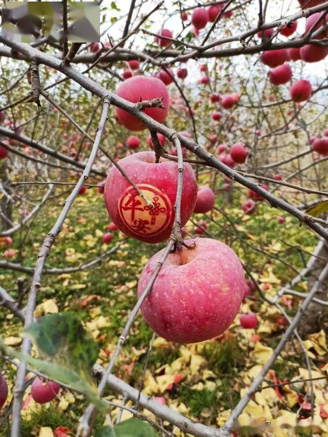 賊甜平山東白麵紅的蘋果熟了