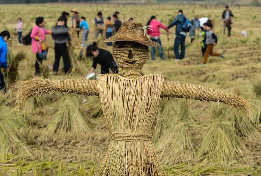 位置:农耕岛农田把稻草编织成一个迷宫,让你感受稻田,乡村,农作文化