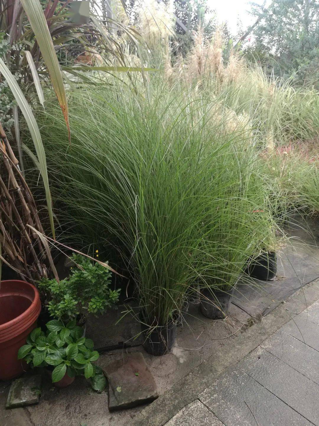 狐尾天门冬花叶芒/古铜苔草澳洲朱蕉/粉边亚麻矾根/白子莲佛甲草