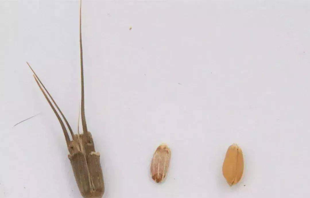 小麦田要除好恶性杂草节节麦,学会识别,抓好冬前防治很关键!