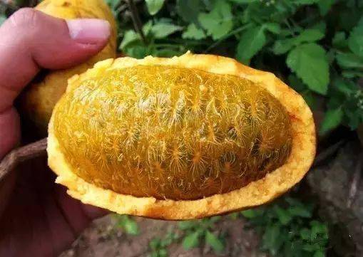 萍乡牛卵坨熟了可曾让你想起山乡的生活