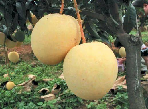 热农一号芒果从2002年至2013年,该品种先后在广东湛江,云南华坪,海南