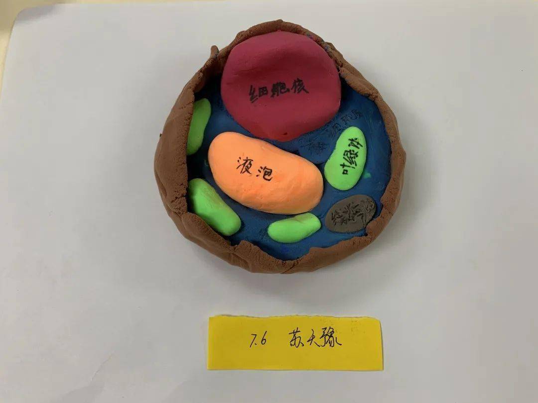 手塑物之细笔绘微末胞记天津一中七年级动植物细胞模型制作实践活动