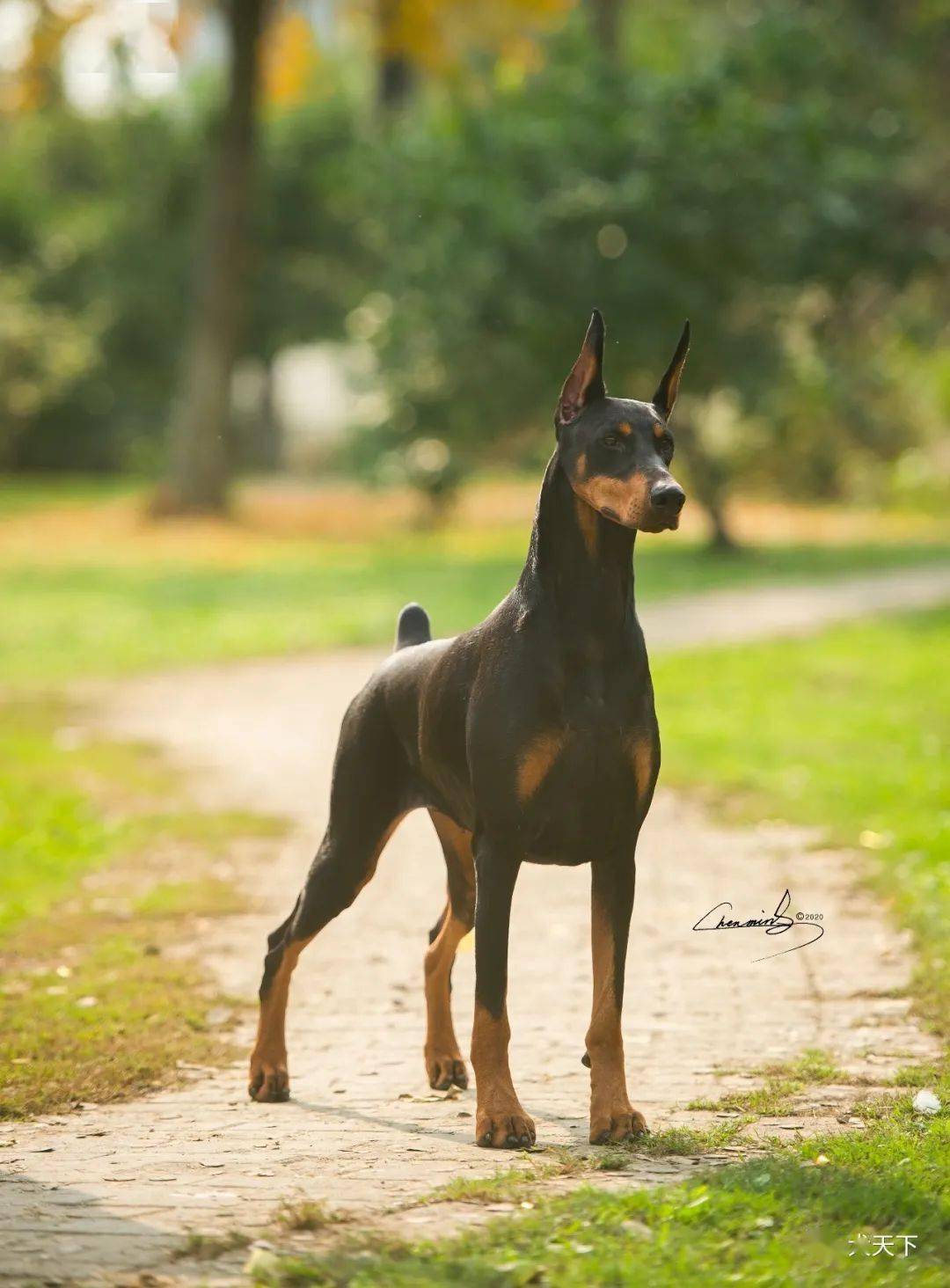 傲视写真杜宾双后19日当天拍摄铂金犬舍繁殖当家花旦两条