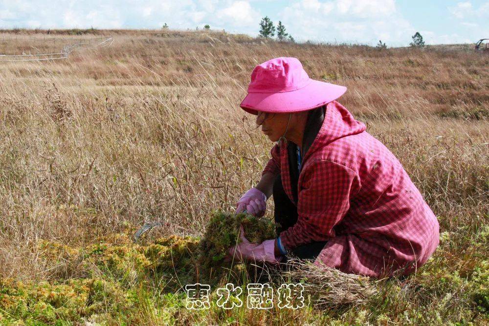 【走向我們的小康生活】惠水擺榜高原:海花草長 笑看豐年_手機搜狐網